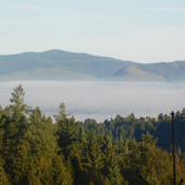 kľud v korunách stromou