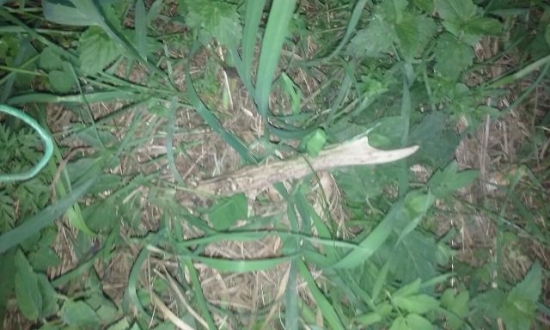 Štartovny zhod 200m od krmenia