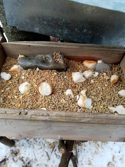 Laska z srnčej zwery