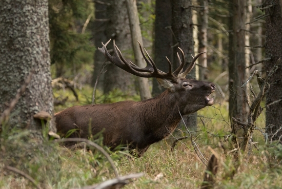 Hlavný na rujovisku