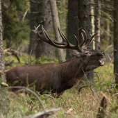 Hlavný na rujovisku