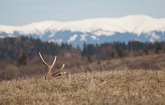 Narodeninový vidlák