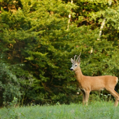 Srnec lesný