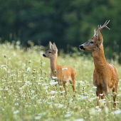 srnčia na letnej lúke