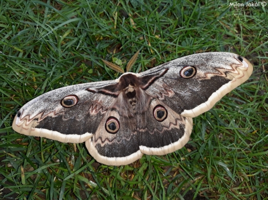 Okáň hruškový (Saturnia pyri)