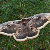 Okáň hruškový (Saturnia pyri)