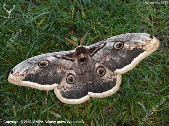 Okáň hruškový (Saturnia pyri)