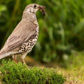 Drozd plavý (Turdus obscurus)