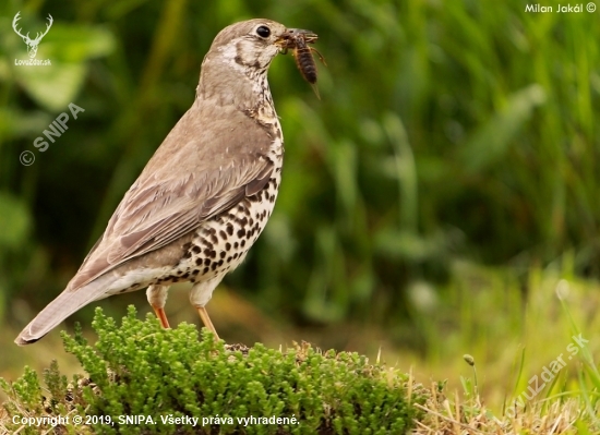 Drozd plavý (Turdus obscurus)