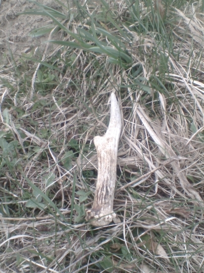 Aj zo srnca sa podarilo tento rok