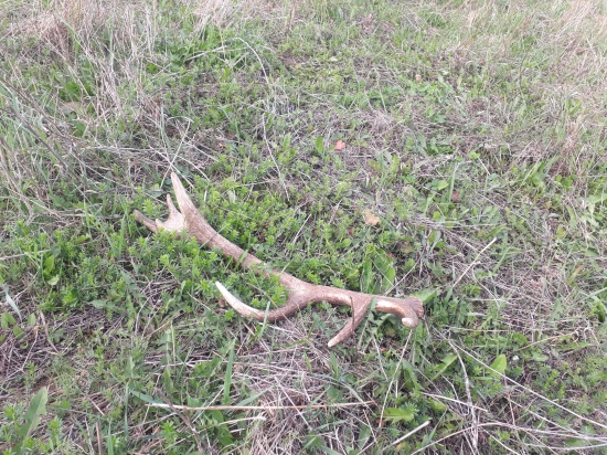 Mini 14-torak -0,4kg