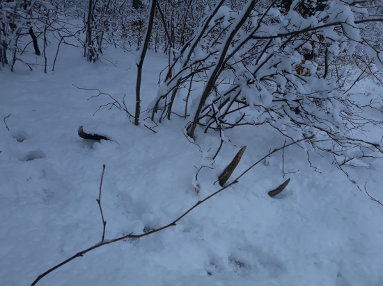 2,65kg a 99cm v snehu