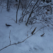 2,65kg a 99cm v snehu