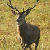 Unavený