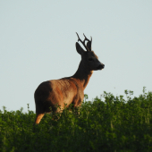 V slnečných lúčoch