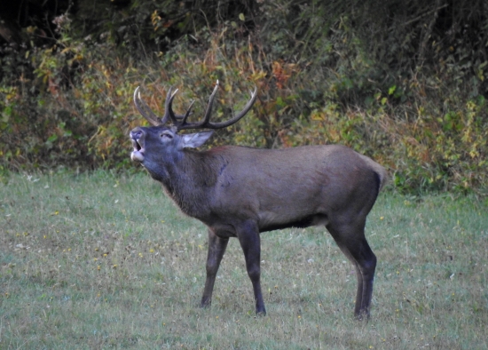 Trubač