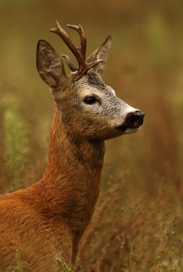 Utajený,no vábnička zabrala