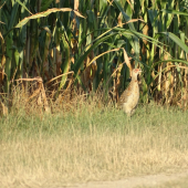 hlídkující bažantík