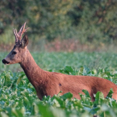 jeden z dalších z naší honitby...