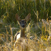 Přišla si udělat fotku do občanky...