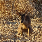 V obilí, ale neschovalo se...