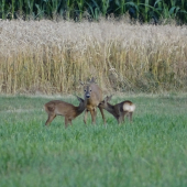 Po delší době srna se dvěma srnčátky