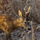 V zapadajícím slunci
