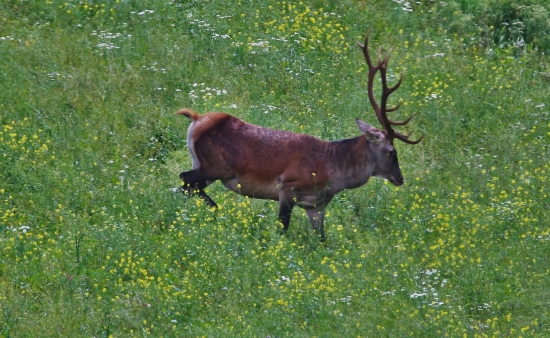 Zamyslený svalnáč
