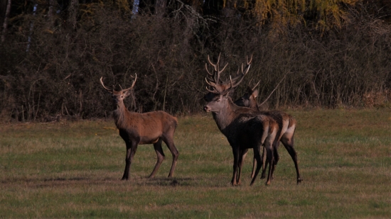 Opäť zavládol mier