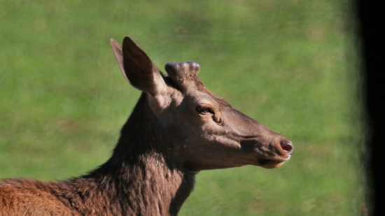 Keď púčiky pučia