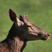 Keď púčiky pučia