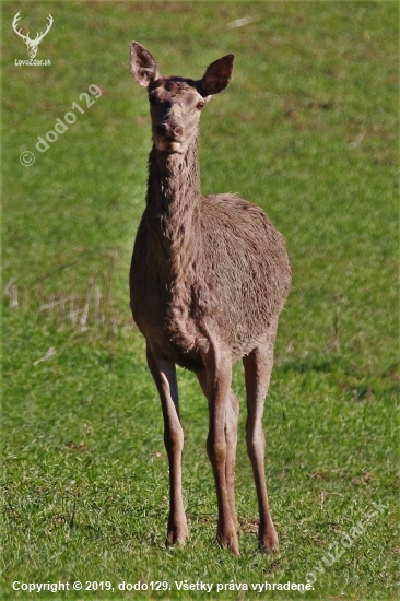 Nespustila zo mňa oči