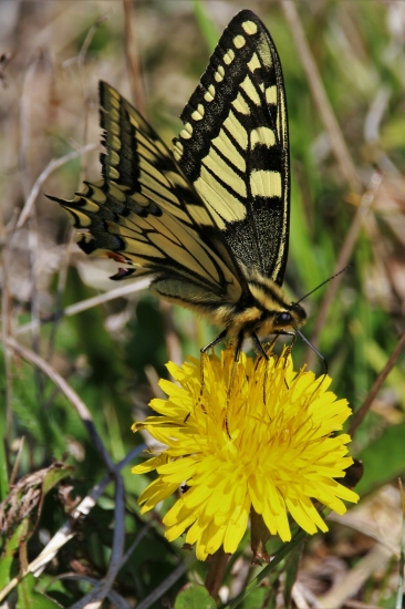 Odpočinok na púpave