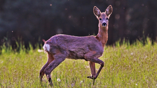 Podvečer