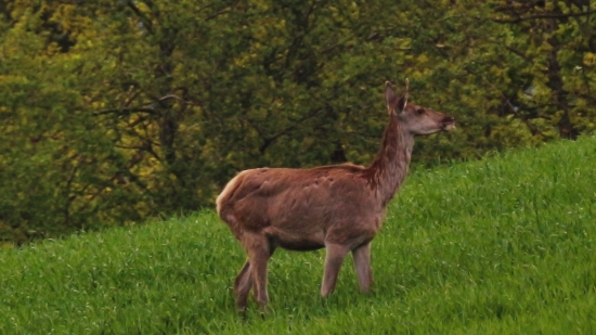 Jelenica