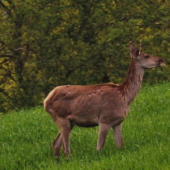 Jelenica