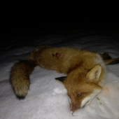 Líščia sezóna zahájená