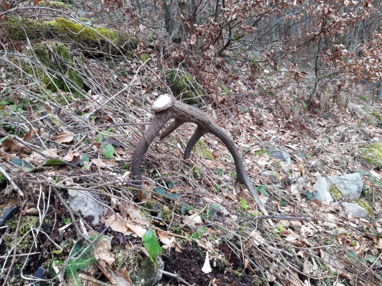 Dnešny narodeninovy