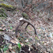 Dnešny narodeninovy