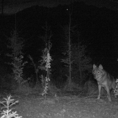 už nevládzem sám loviť a bruško mám také prázdne...