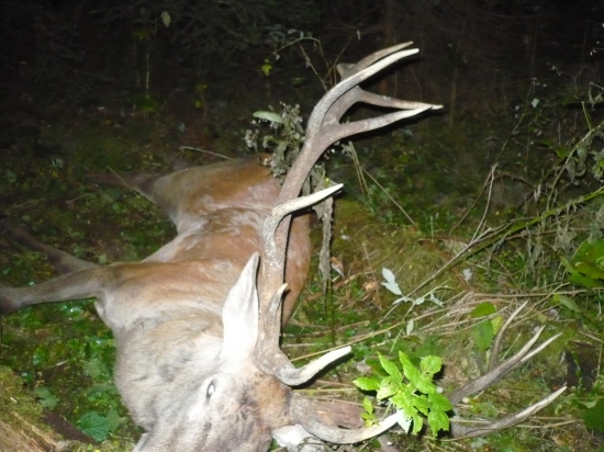 Dobodaný sokom v láske