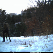 bez strednej vetvy...