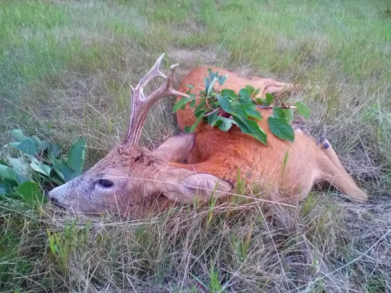 další letošní srnec