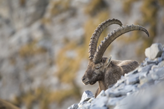 Steinbock