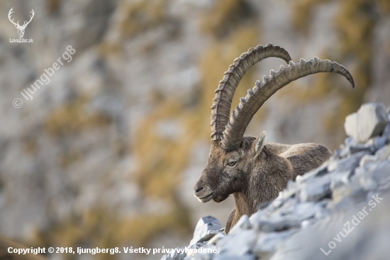 Steinbock