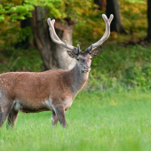 Jeleň lesný