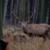 Jeleň lesný