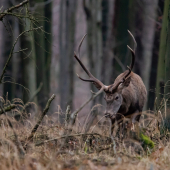 Jeleň lesný
