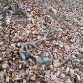 Tohoročné prekvapenie