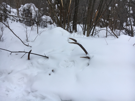 A jeleniom chodníčku